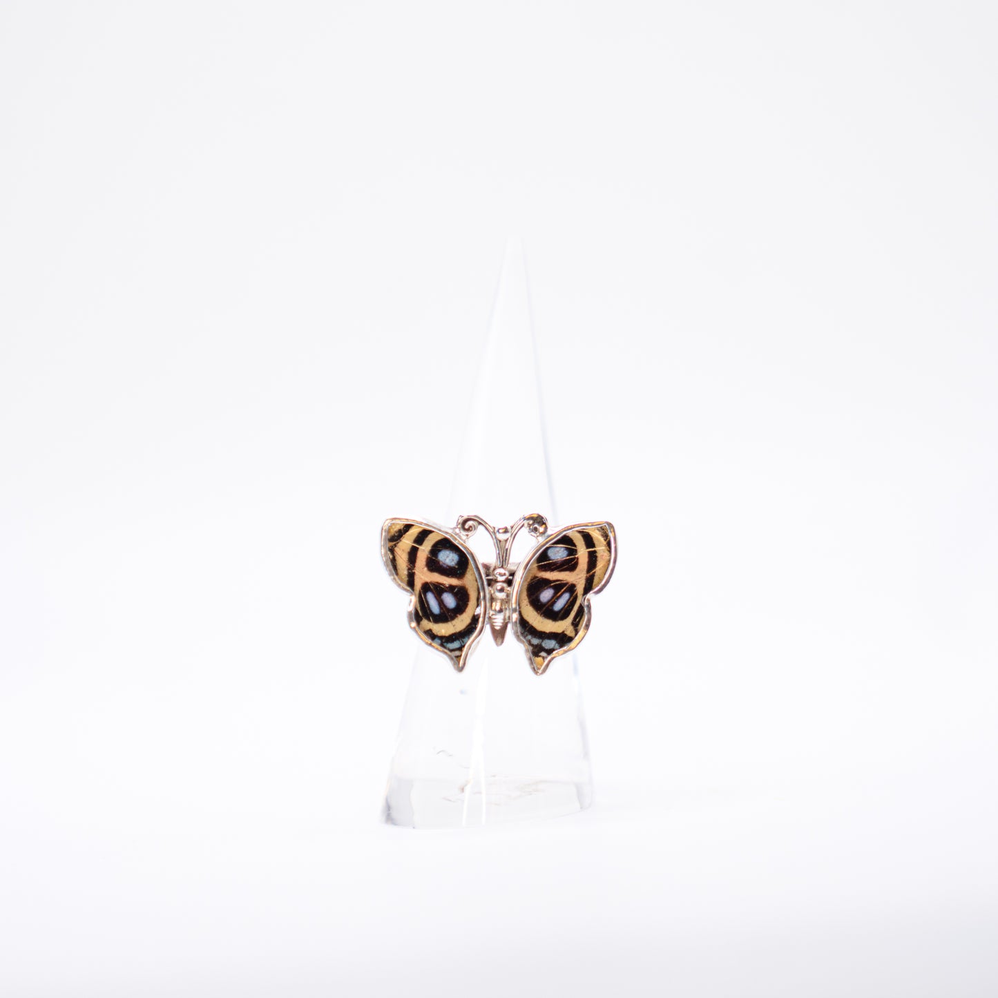 Real Butterfly Wings Ring