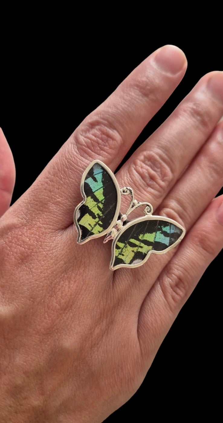 Real Butterfly Wings Ring